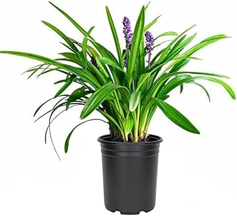 Liriope Emerald Goddess Muscari | 2 Large Trade Gallon Size Plants | Live Drought Tolerant Low Maintenance Evergreen Groundcover Grass by FloridaFoliage