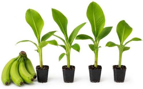 Grand Nain Banana Tree (4 Pack) Live Starter Plug Tropical Fruit by Unknown