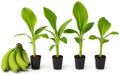 Basjoo Banana Tree (4 Pack) Starter Palnt Plug Live Cold Hardy Banana by Unknown
