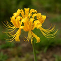 Yellow Spider Lily Bulb – Lycoris Aurea – Rare Golden Blooms (1 Bulb) by CZGrain