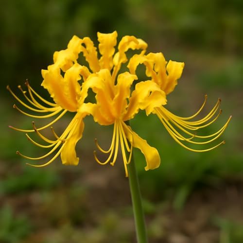 Yellow Spider Lily Bulb – Lycoris Aurea – Rare Golden Blooms (1 Bulb) by CZGrain