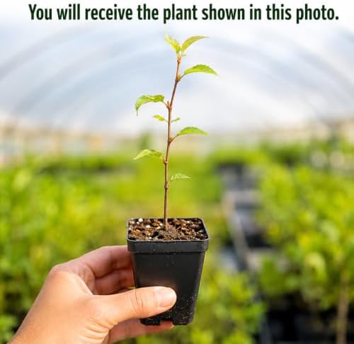 Pink Cherry Blossom Plant Live, Cherry Blossom Tree, Flowering Blossom Tree for Planting Outdoors, 5-10 Inch Tall, 2.5 Inch Pot, Dormant in Winter - Image 2