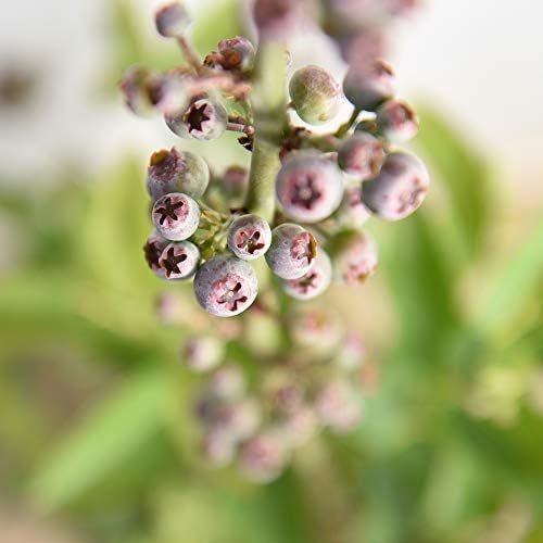 Perfect Plants Climax Rabbiteye Blueberry Bush, 1 Gallon - Image 3