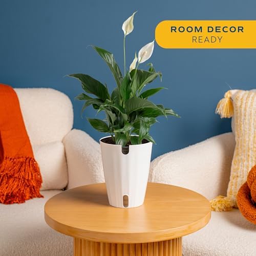 Costa Farms Peace Lily, Live Indoor Plant, Air Purifying, White Blooms - Image 2