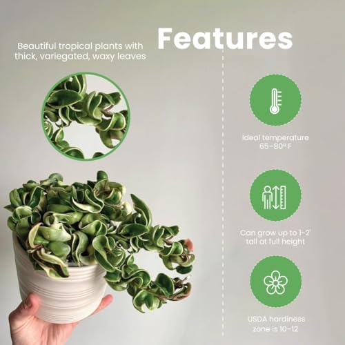 American Plant Exchange Hoya Assorted Plants – 4-Inch Pots, Pack of 3 – Live Flowering Wax Vines, Easy Care Indoor Plants with Colorful Blooms for Home, Garden, or Patio Decor - Image 4