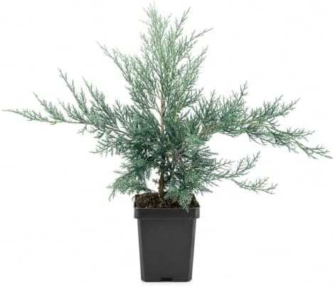 Juniper Angelica Blue | 15 Large 4 Inch Pots | Juniperus chinensis ‘Angelica Blue’ | Evergreen Ground Cover Plants | Drought-Tolerant Landscaping Shrub by FloridaFoliage
