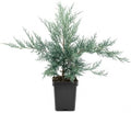 Juniper Angelica Blue | 5 Large 4 Inch Pots | Juniperus chinensis ‘Angelica Blue’ | Evergreen Ground Cover Plants | Drought-Tolerant Landscaping Shrub by FloridaFoliage