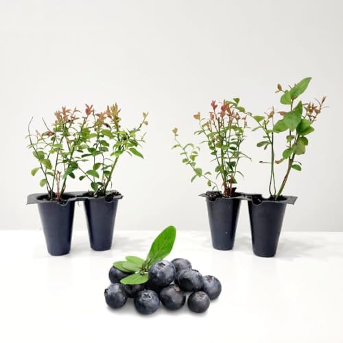Live Chandler Blueberry Bushes (4 Pack) – Northern Highbush Blueberry Bushes for Planting, Vigorous Growth, Extended Harvest Season, Suitable for Various Climates by FamPlants
