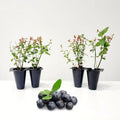 Live Chandler Blueberry Bushes (4 Pack) – Northern Highbush Blueberry Bushes for Planting, Vigorous Growth, Extended Harvest Season, Suitable for Various Climates by FamPlants