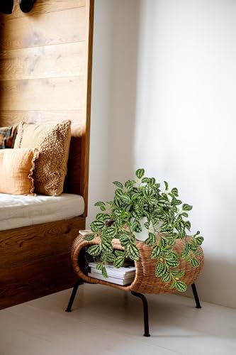 Briful Faux Plant Indoor, 17.7" Artificial Watermelon Peperomia Trailing Plant in White Plastic Pot, Realistic Fake Cascading Greenery for Cabinet Shelf Bathroom Office Table Home Kitchen Decor - Image 5