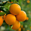 Valencia Orange Tree - 2-5 Inch Tall Live Plant - Potted Indoor/Outdoor Fruit Seedling - Citrus sinensis 'Valencia' by Unknown