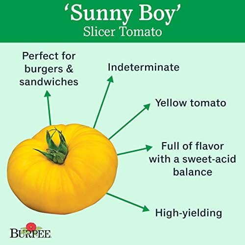 Burpee 'Sunny Boy' Hybrid, Yellow Beefsteak Slicing Tomato, 30 Non-GMO Seeds - Image 3