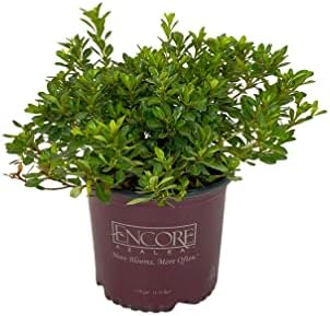 Encore Autumn Angel Azalea, Live Evergreen Flowering Shrub, 3 Gallon - Image 2