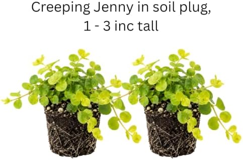 2 Creeping Jenny Starter Live Plants, Perennial Ground Cover, 1-3 Inch Tall - Image 5