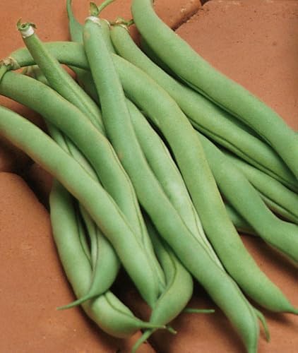 Burpee White Half Runner Pole Bean Seeds 2 ounces of seed - Image 2
