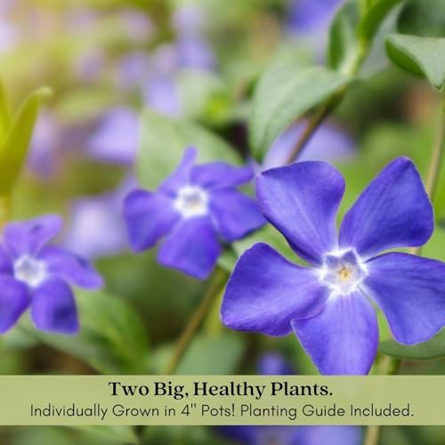 Clovers Garden Creeping Myrtle Periwinkle Plants - Two (2) Live Plants - Non-GMO - Each 4" to 8" Tall - in 4" Pots - Vinca Minor Perennial Ground Cover, Deer Resistant - Image 2