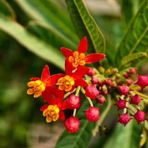 2 Tropical Milkweed Live Plants, Flowering Plant, 4-7 Inch Tall - Image 6