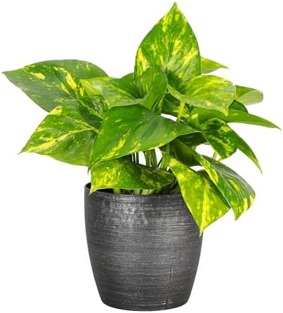Live Golden Pothos, Indoor Vining Plant, Easy to Grow, 4" Pot by ThorsensGreenhouse
