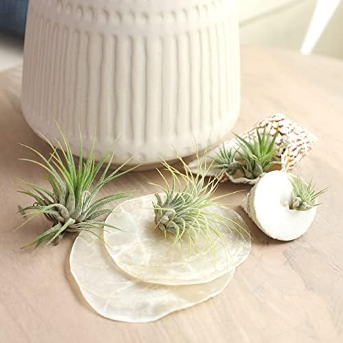 Air Plant Low Light House Plants Box (8PK), Easy Pet Friendly Houseplants - Image 2