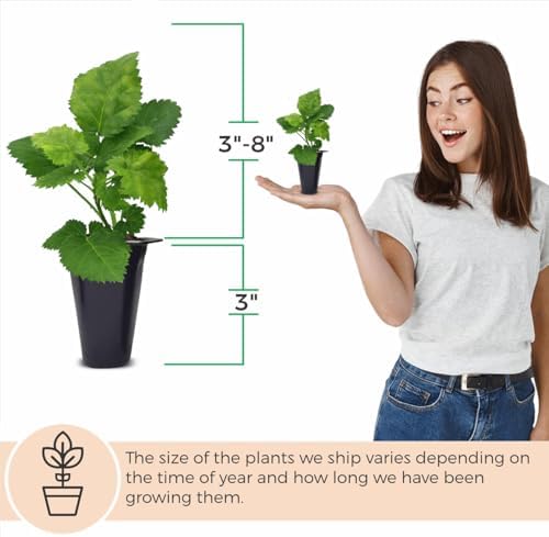 BlackBerry Plant Kiowa (4 Pack) | Live Fruit Plant for Planting | Extra-Large, Juicy & Sweet Berries | Thorny & High-Yielding Variety | Perfect for Fresh Eating, Jams & Organic Gardening - Image 5