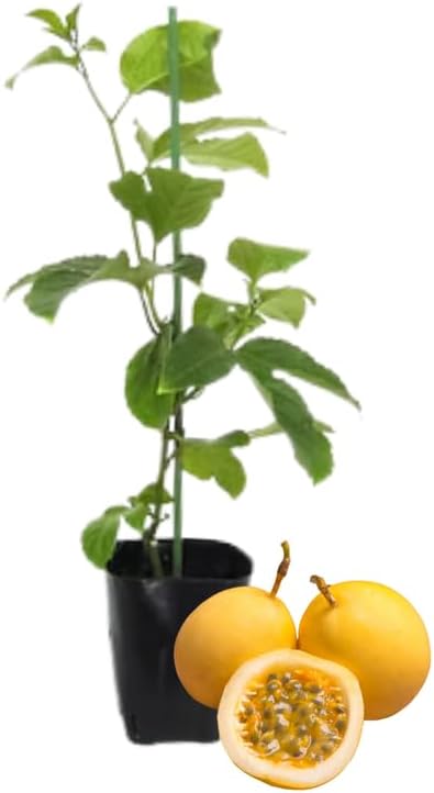 2 Mix Passionfruit Vine Live Plants, Fully Rooted Passionfruit, 5-10" Tall - Image 5