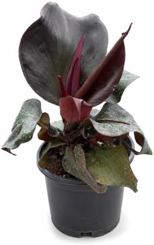 Philodendron Red Heart Live Plant - Fully Rooted Rare Indoor Houseplant by NYCitySucculents