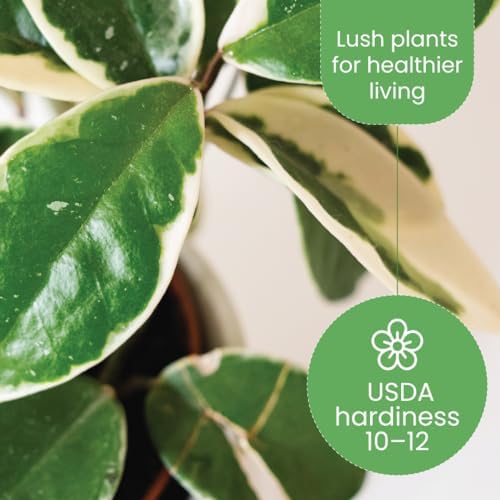 American Plant Exchange Hoya Carnosa 'Krimson Queen' Plant – 6-Inch Pot – Live Tricolor Wax Vine Succulent, Easy Care Houseplant for Home, Office, or Patio Decor - Image 5
