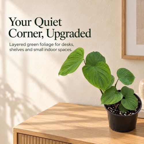 Philodendron Peru Live Plant - Rare Textured Indoor Trailing Houseplant - Image 5