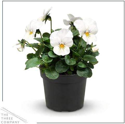 Pansy - White Blotch (4 Pack), Live Winter Flowering Annual, Beautiful Winter Color, 6" Tall by 4" Wide in 1 Pt Pot - Image 3
