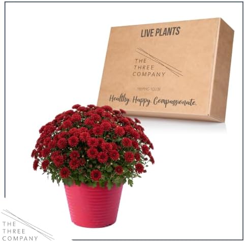 Chrysanthemum (Color Match Deco Pot), Red Blooms, Live Fall Flowering Perennial, 15" Tall by 12" Wide in 3 Qt Pot - Image 5