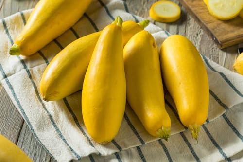 5 Species Summer Squash Mix Seeds - 360+ Count - for 2026 Planting Heirloom Yellow Squash, Grey, Golden, Black Beauty Zucchini, White Patty Pan Vegetable Grow Your Own Home Farm Patio - Image 5