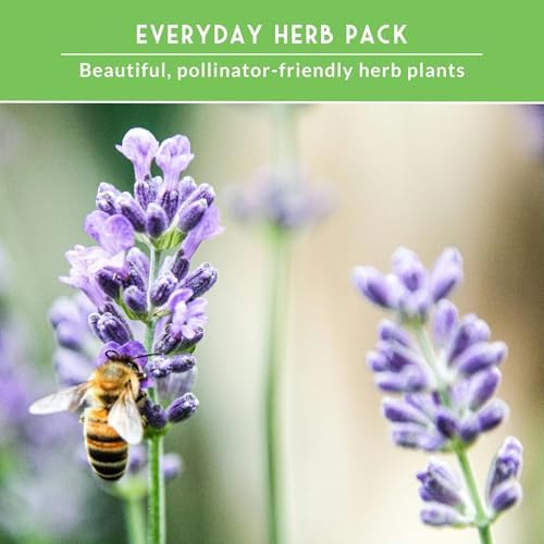 Aromatic Herb Garden Seeds Variety Pack – 5 Popular Heirloom Herbs - Image 5