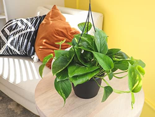Golden Pothos Plant Live in Hanging Planter Pot Live by Plants for Pets, 1 Count - Image 5
