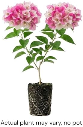 Set 2 White Pink Bougainvillea Live Plant 5-7 Inch Tall - Image 3