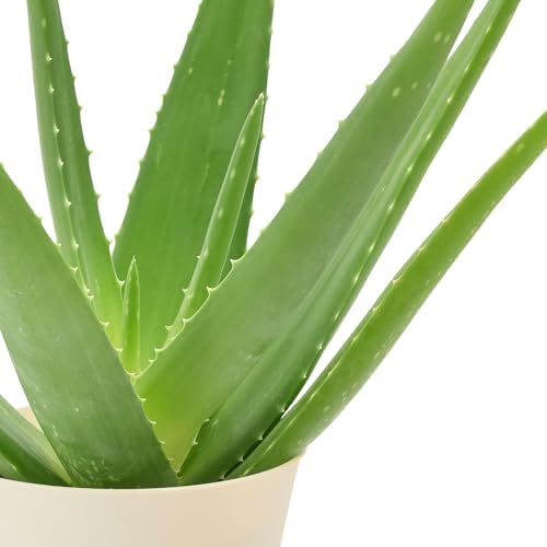 Arcadia Garden Products Live Aloe Vera Succulent Easy Indoor Houseplant in Plastic Pot, Air Purifying Ornamental Plant Gift for Home and Garden Decor, 4 Inch - Image 2