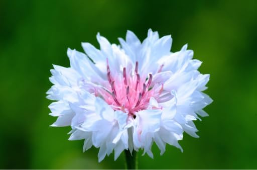 2000+ Cornflower Seeds, Mix Bachelor Button Seeds, Non-GMO Heirloom, Multicolor Cornflower Seeds Bulk, Classic Cottage Garden Flowers, Easy to Grow for Cutting Gardens & Pollinators - Image 7