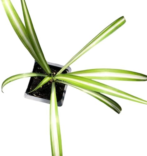 Organic Variegated Spider Plant (Chlorophytum cosmosum 'Variegatum') in 2.5-Inch Pot by Smoke Camp Crafts - Air-Purifying Live House Plant - Mala Madre, Airplane Plant - Green Edge by SmokeCampCrafts