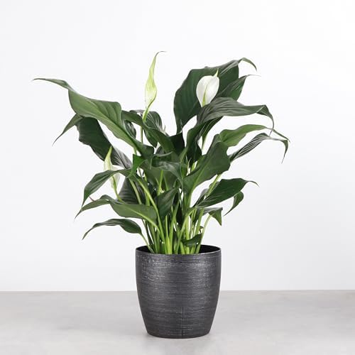 Live Peace Lily Plant, Spathiphyllum, Low Light, Easy to Grow, 4" Pot - Image 2