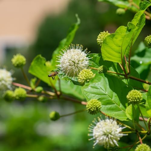 Buttonbush Live Plant, Native Buttonbush 12-18 Inch Tall in 4" Pot - Image 5