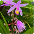 Beltilla Yokohama Kate Lavender Terrestrial Ground Orchid Live Plant by EmeraldGoddessGardens