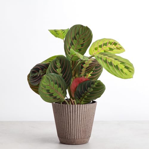 Live Red Prayer Plant, Pet Friendly, Easy to Grow, 4" Diameter Pot - Image 2