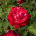 Heirloom Climbing Roses, Live Own Root Plant, Cancan™ by HeirloomRoses