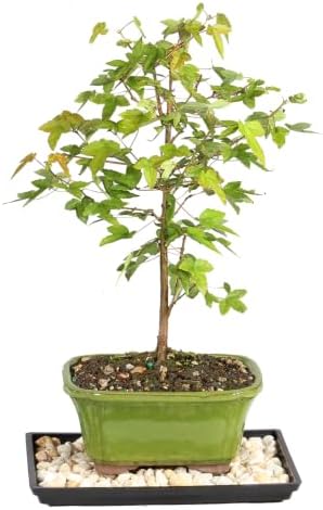 Brussel's Bonsai - Small Maple Live Bonsai Tree with Tray, Indoor Plant - Image 3