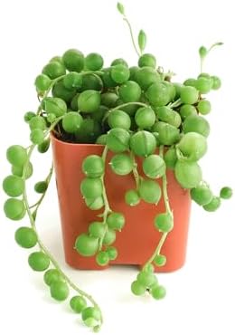 Shop Succulents String of Pearls Succulent Live Plant in 2" Nursery Pot, Easy Care Trailing Houseplant for Indoor Décor, Desk, Office, Windowsill, Hanging Planter by ShopSucculents