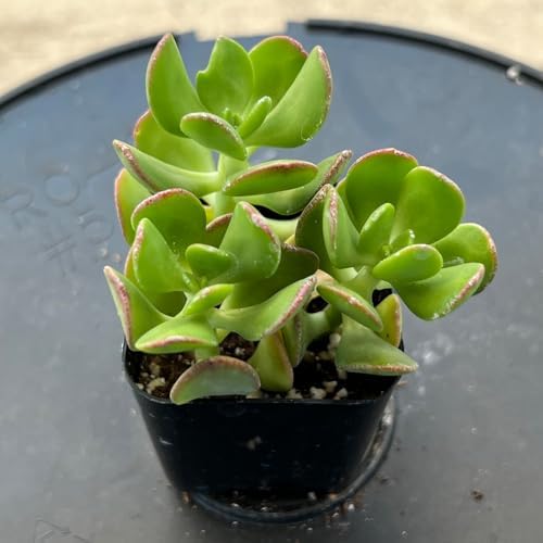 Sprout N Green Tree Stonecropin Live Succulent Plant Sedum dendroideum - Image 2