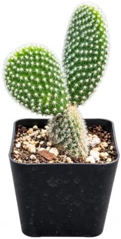 Opuntia White Bunny Ear Cactus Live Plant - Indoor Outdoor Succulent Gift by NYCitySucculents