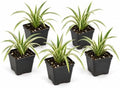 5 Variegated Liriope Live Plants Monkey Grass Liriope (5 Pack) by Unknown