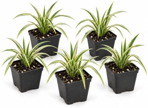 5 Variegated Liriope Live Plants Monkey Grass Liriope (5 Pack) by Unknown