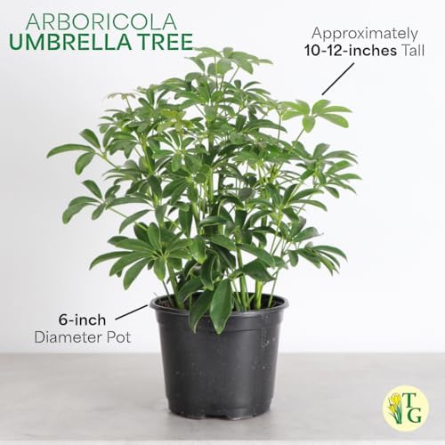 Live Arboricola Umbrella Tree Plant, Schefflera Arboricola, 6" Pot - Image 5