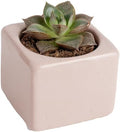 Costa Farms Mini Succulents, Live Indoor Plant, Easy Care, Home Decor by Unknown